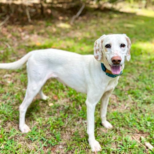 Colbie, spaniel mix