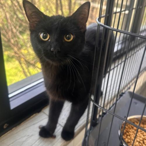 Edith, domestic short hair