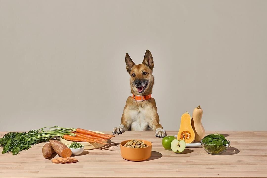 What ingredients to look for in fresh dog food