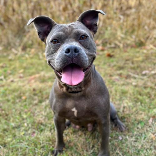 Pandora, bulldog mix