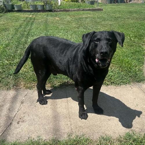 Rossi, Labrador retriever mix