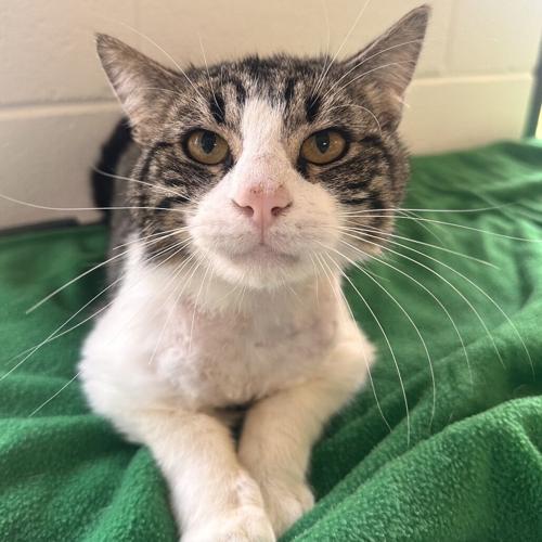 Frank, domestic short hair