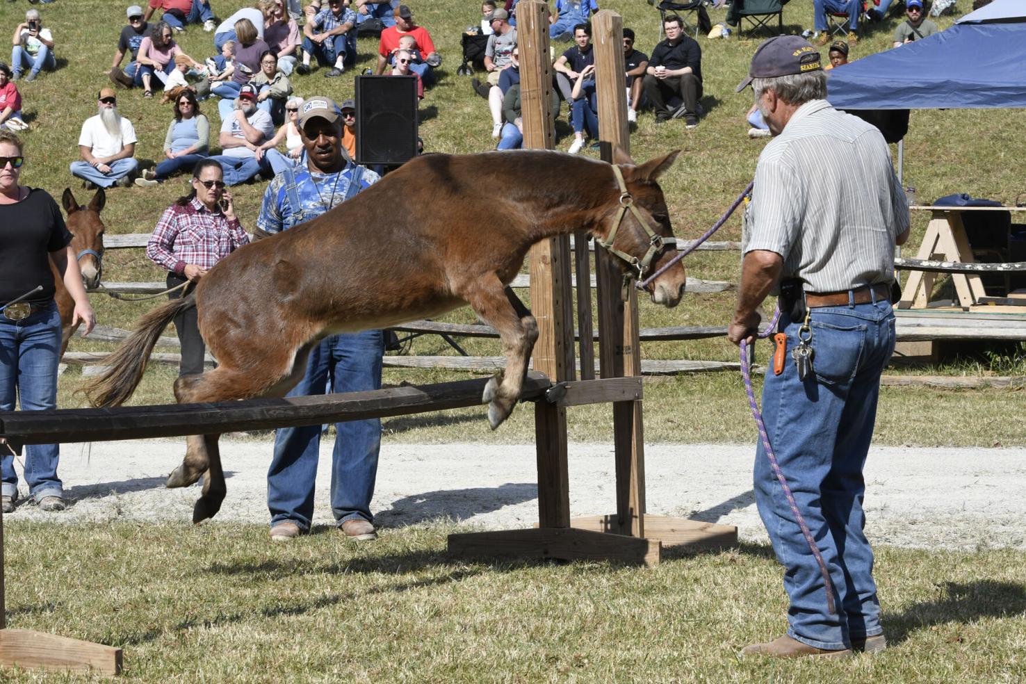 Photos and video From the Blue Ridge Folklife Festival 2024