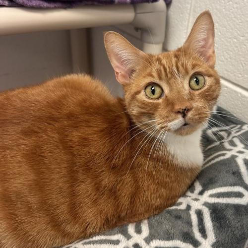 Harold, domestic short hair