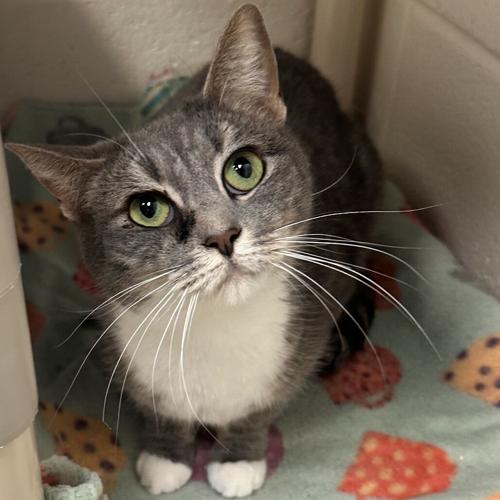 Charlie, domestic short hair