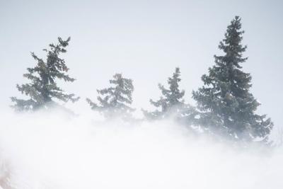 Wind-whipped trees (copy)