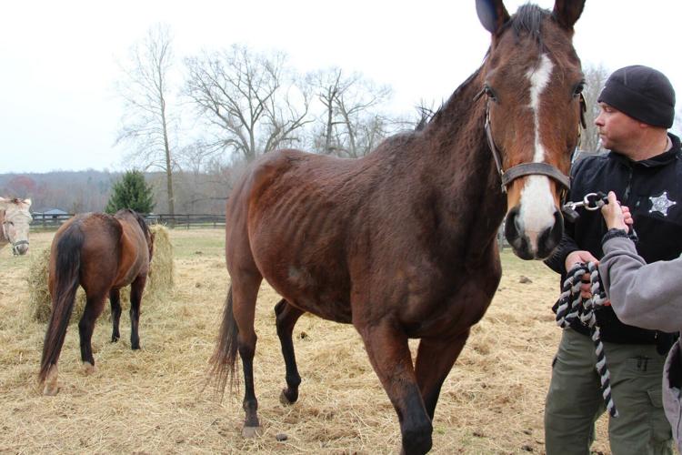 Utopia, a horse rescued from Bay Ridge Equestrian in March of 2023