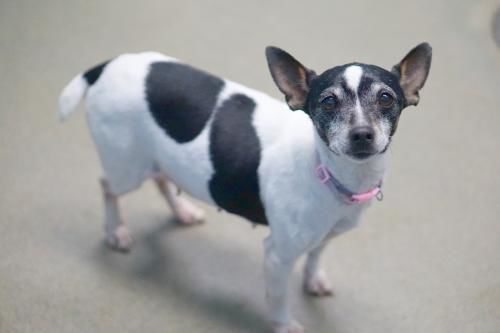 Furry Friends of Franklin County