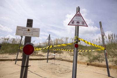 A sea turtle nest is protected on the beach at the Dam Neck Annex of NAS Oceana in Virginia Beach, Virginia on Aug. 30, 2023.