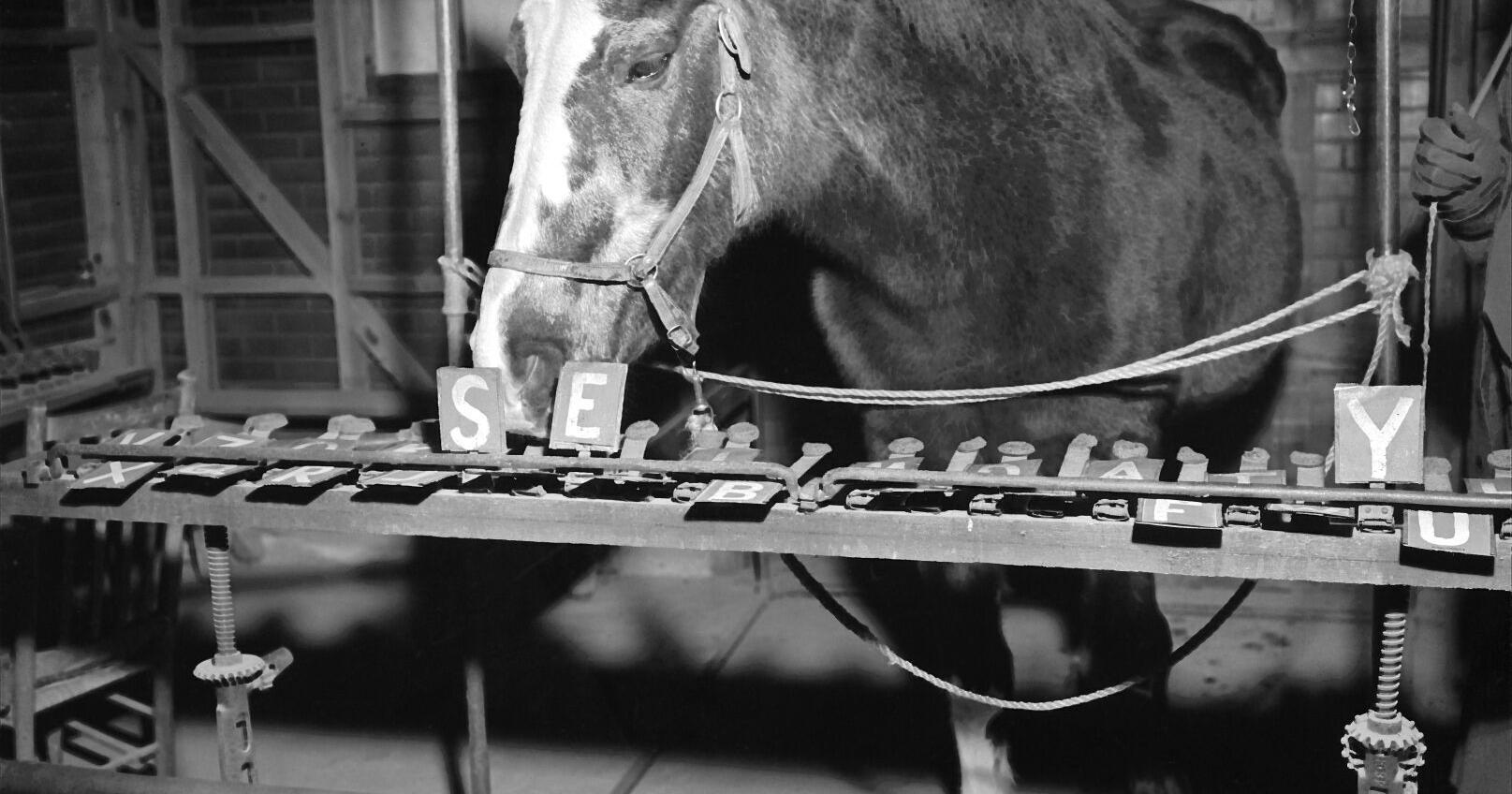 This Virginia horse was said to have telepathic powers - Vimarsana News