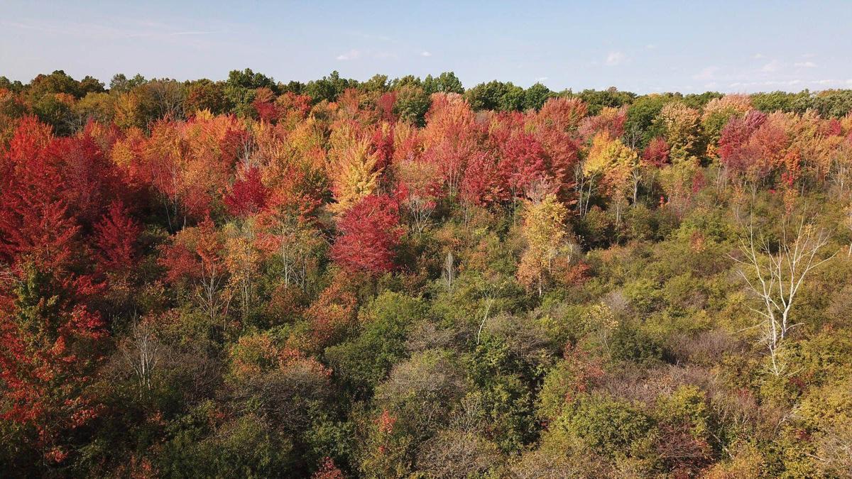 Margery Gallogly Nature Sanctuary HICKEY