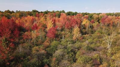 Margery Gallogly Nature Sanctuary HICKEY
