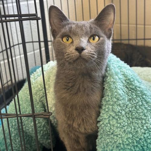 Ground Beef, domestic short hair