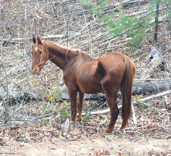 Ferrum man indicted on animal cruelty charges