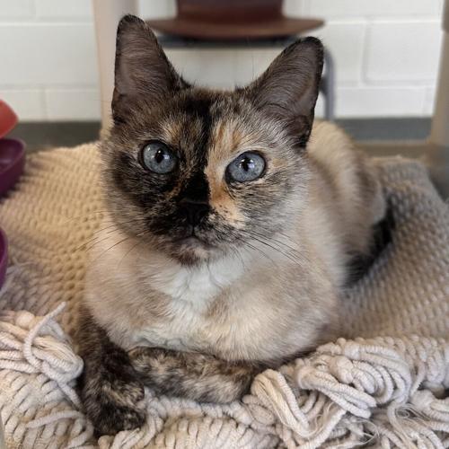 Emmagen, Siamese