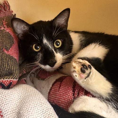 Dean, domestic short hair