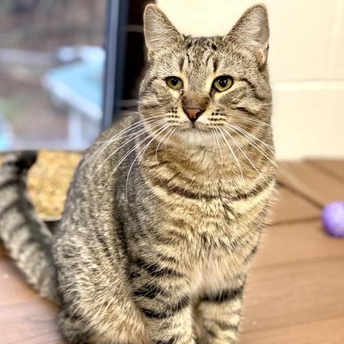 Furry Friends in need of a home: Sam