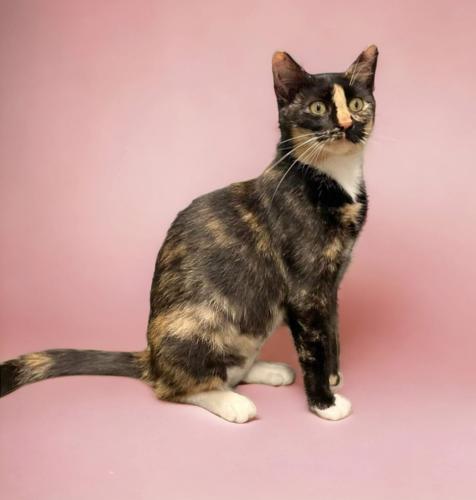 Feline Friday 081823 Sue