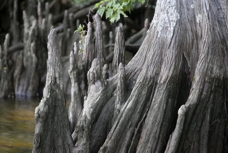 20220612_MET_WETLANDS_AWE09