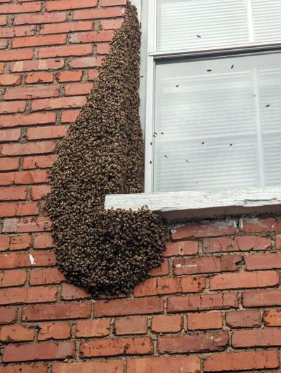 Richmond bee swarm