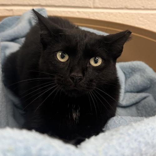 Nip, domestic short hair