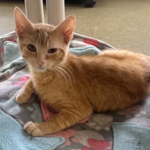 Annatto, domestic short hair