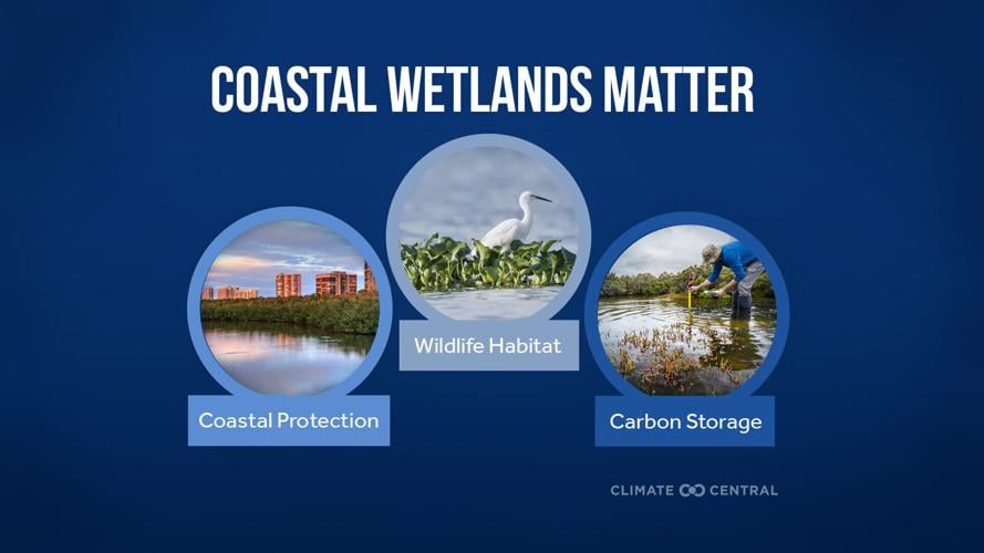 Infographic: Importance of Coastal Wetlands