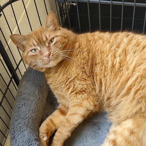 Dutton, domestic short hair