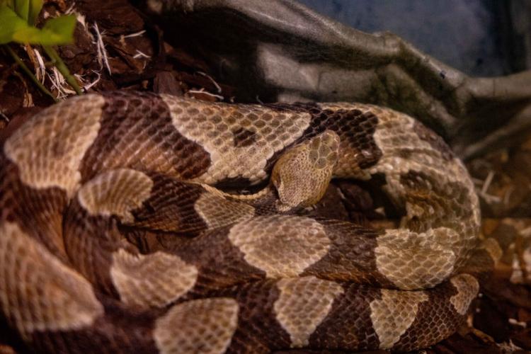 051026-rtd-met-copperhead