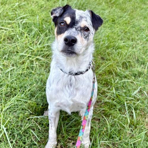 093026-fnp-opn-furryfriends-kipp