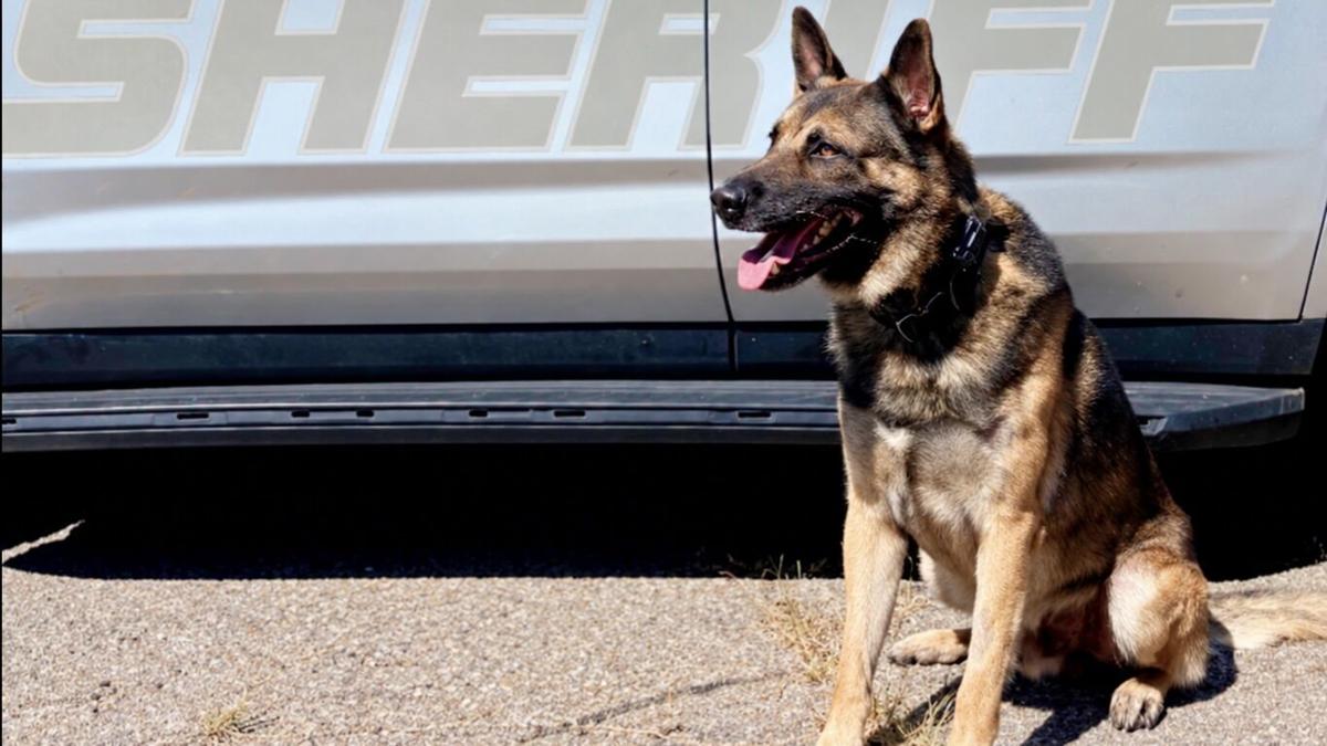 K-9 Zajo