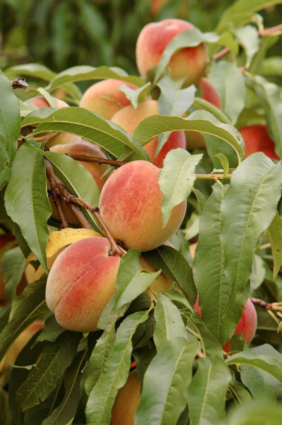 Shirley's Orchard is Henry's best kept secret Latest Headlines