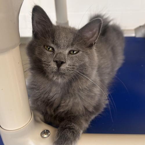 Paba Yahns, domestic medium hair