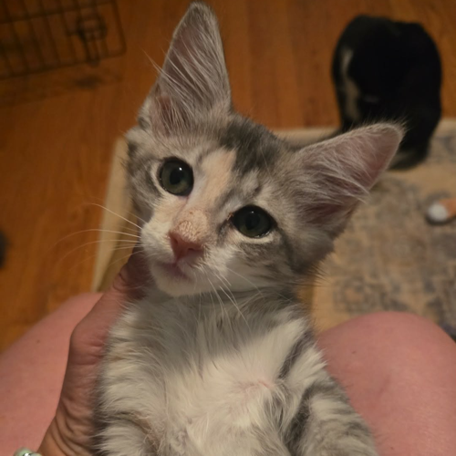 Pooh, domestic short hair