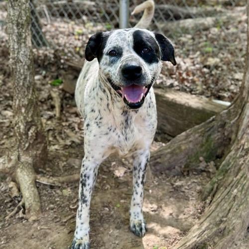 Barbie, mixed breed