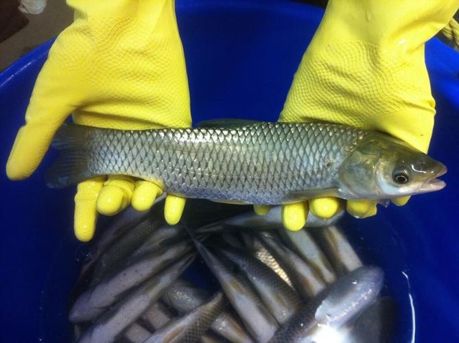 usfws-grass-carp-large
