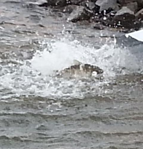 TLAC releases grass carp in war against hydrilla