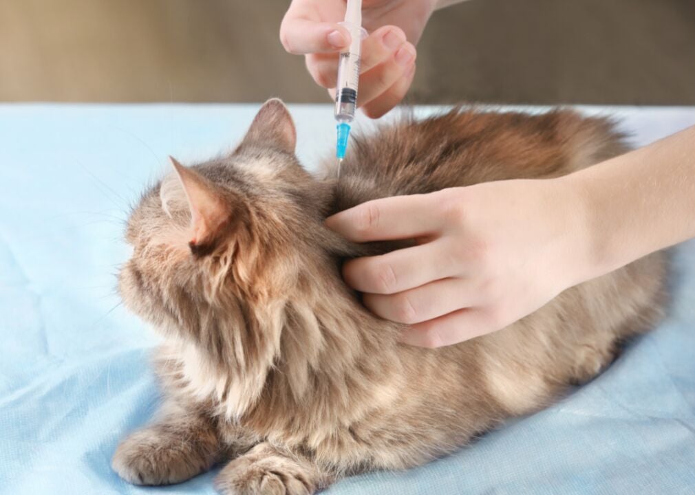 Vet care/vaccinations image