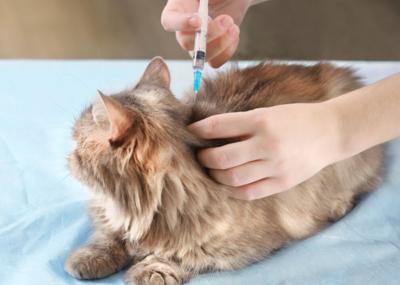 Vet care/vaccinations image