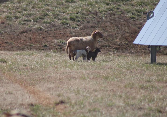 Sheep