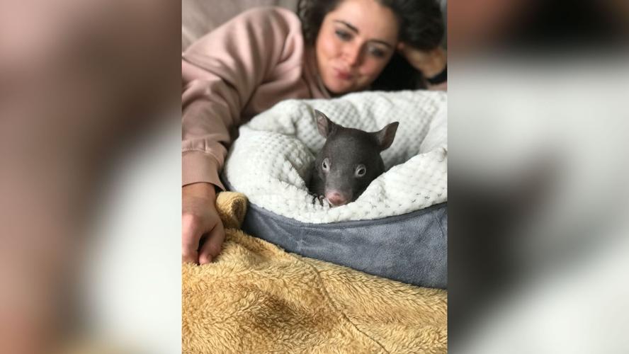 Wombats, snails, ferrets: The animals that brought us joy during the pandemic