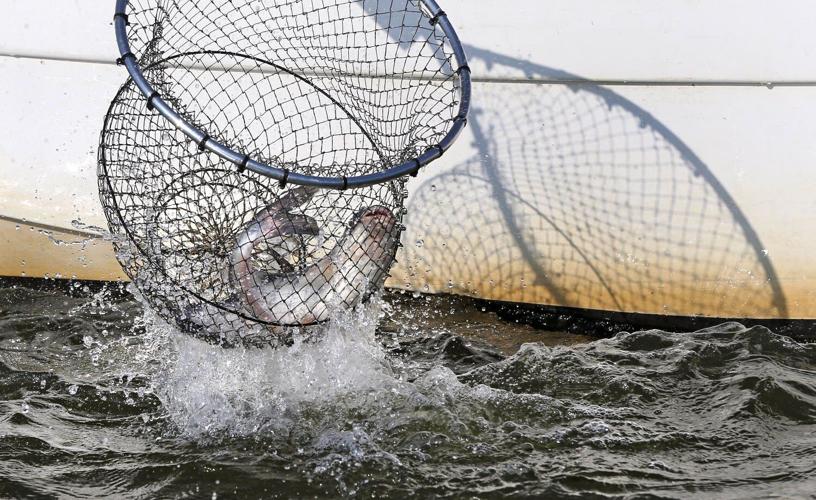 20150816_MET_FISH_KM3