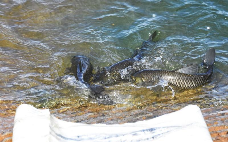 Sterile Grass Carp