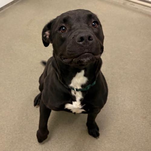 Sunflower, pitbull terrier mix