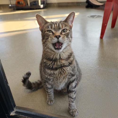 Andrawley, domestic short hair