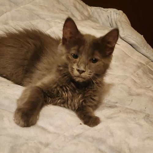 Feline Friday: Spork, domestic short hair