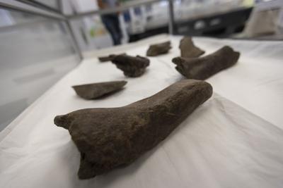 Mastodon bones on display at the Hampton Roads Bridge Tunnel visitor’s center in Norfolk, Virginia, on July 29, 2024. The bones were found while digging a new tunnel at the Hampton Roads Bridge Tunnel expansion project and are estimated to be between 12...