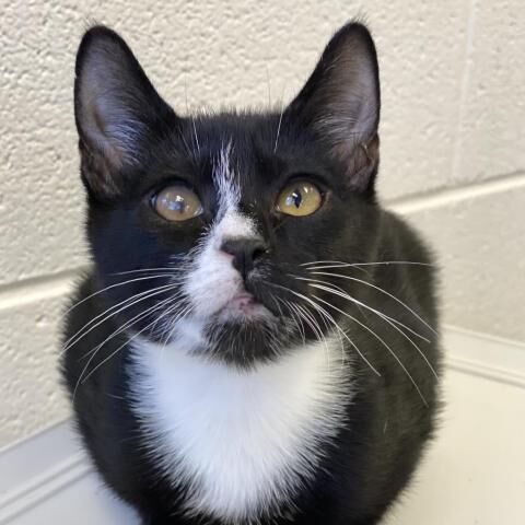 Furry Friends in need of a home: Grouch