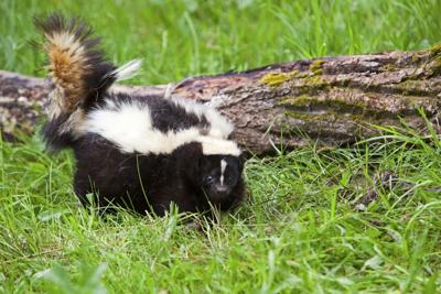 Skunk