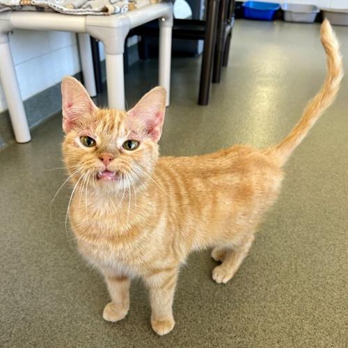 Feline Friday: Effie, domestic short hair